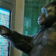 Kanzi the chimpanzee as seen in Unlocking the Cage. (Image: Pennebaker Hegedus Films/HBO)